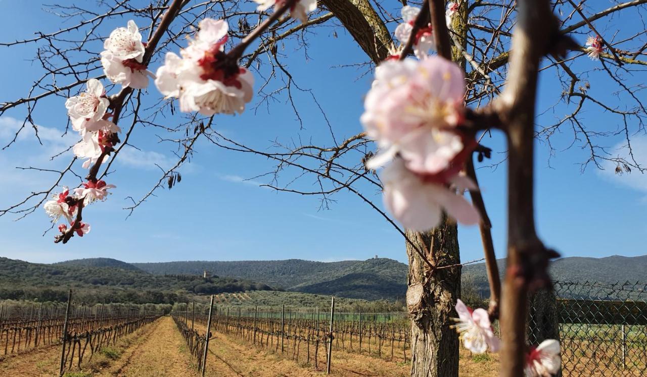 Agriturismo Fusini Magliano in Toscana Extérieur photo